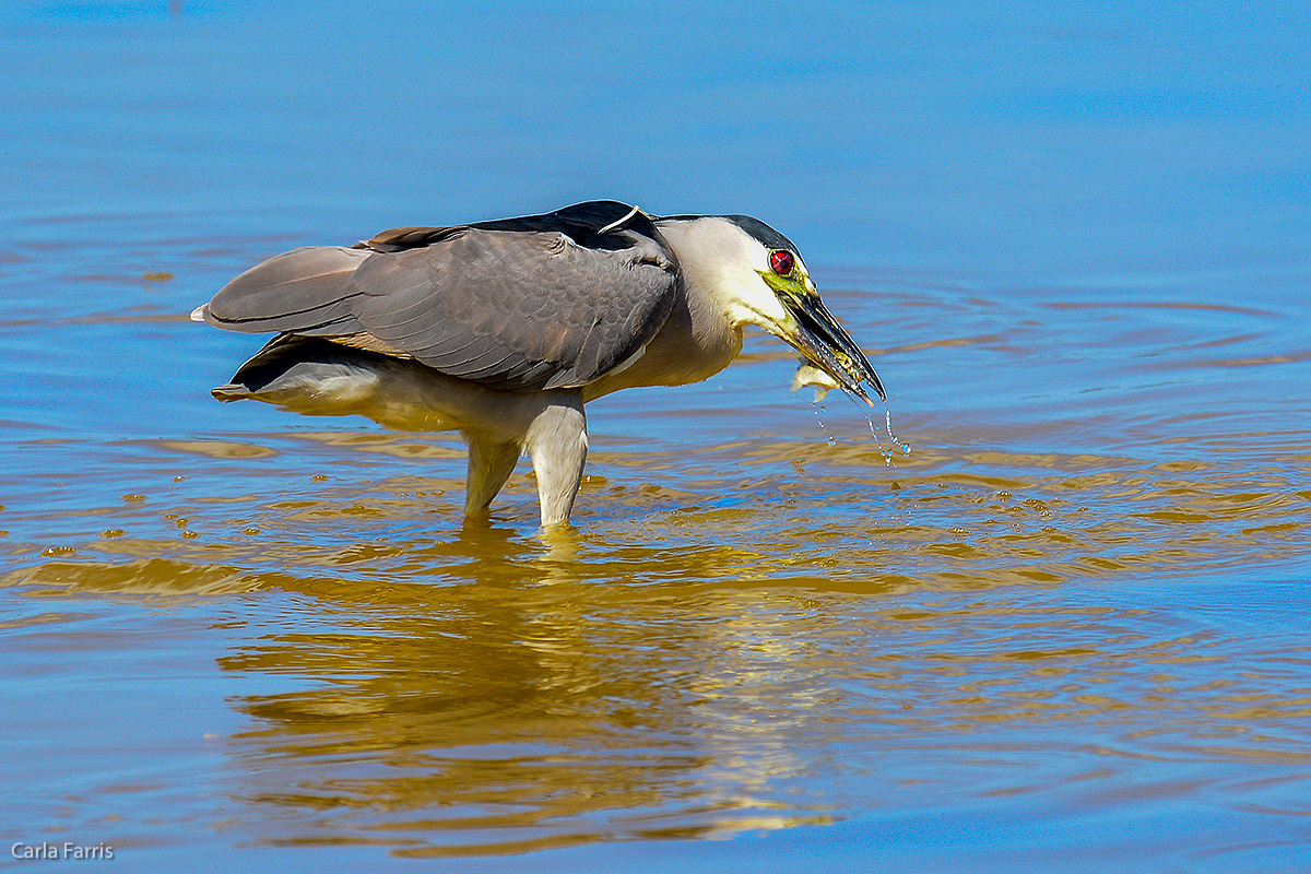 Black Crowned Night Heron 