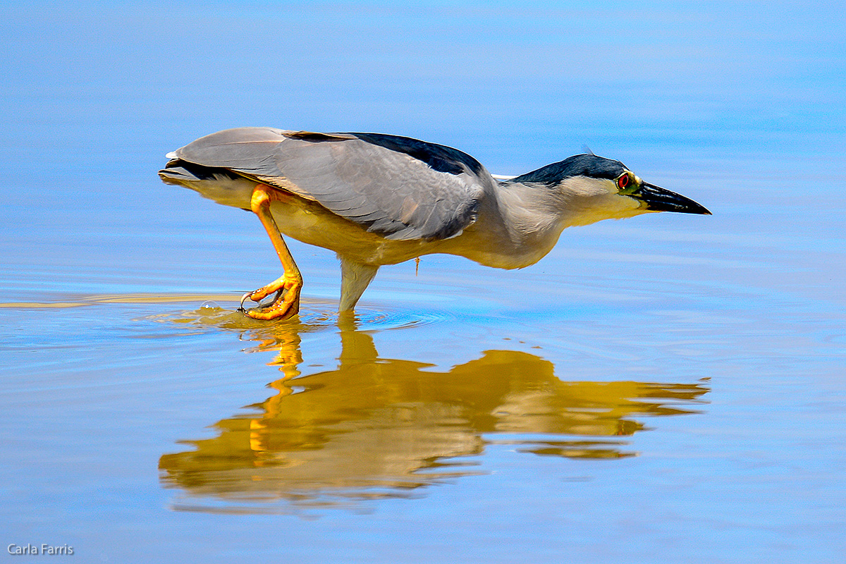 Black Crowned Night Heron 