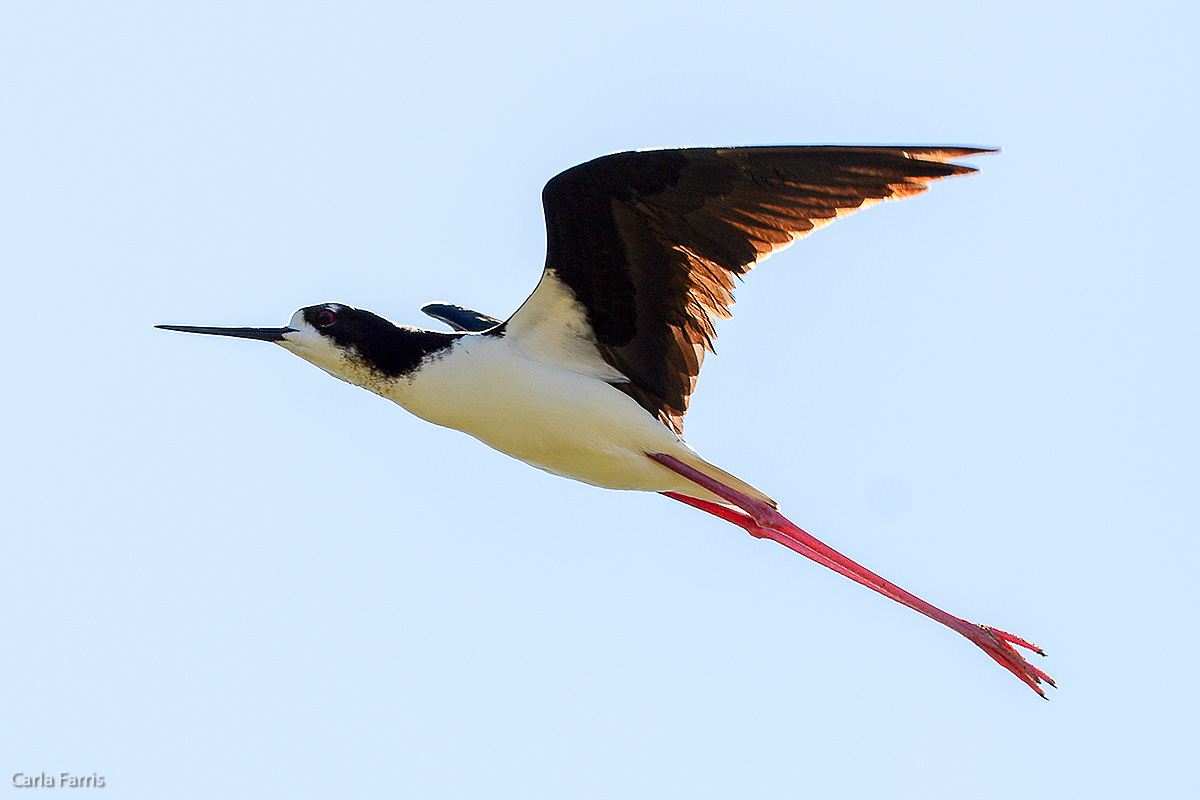 Hawaiian Stilt