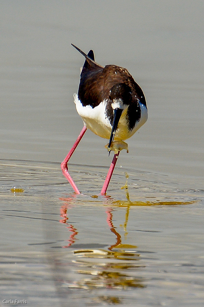 Hawaiian Stilt