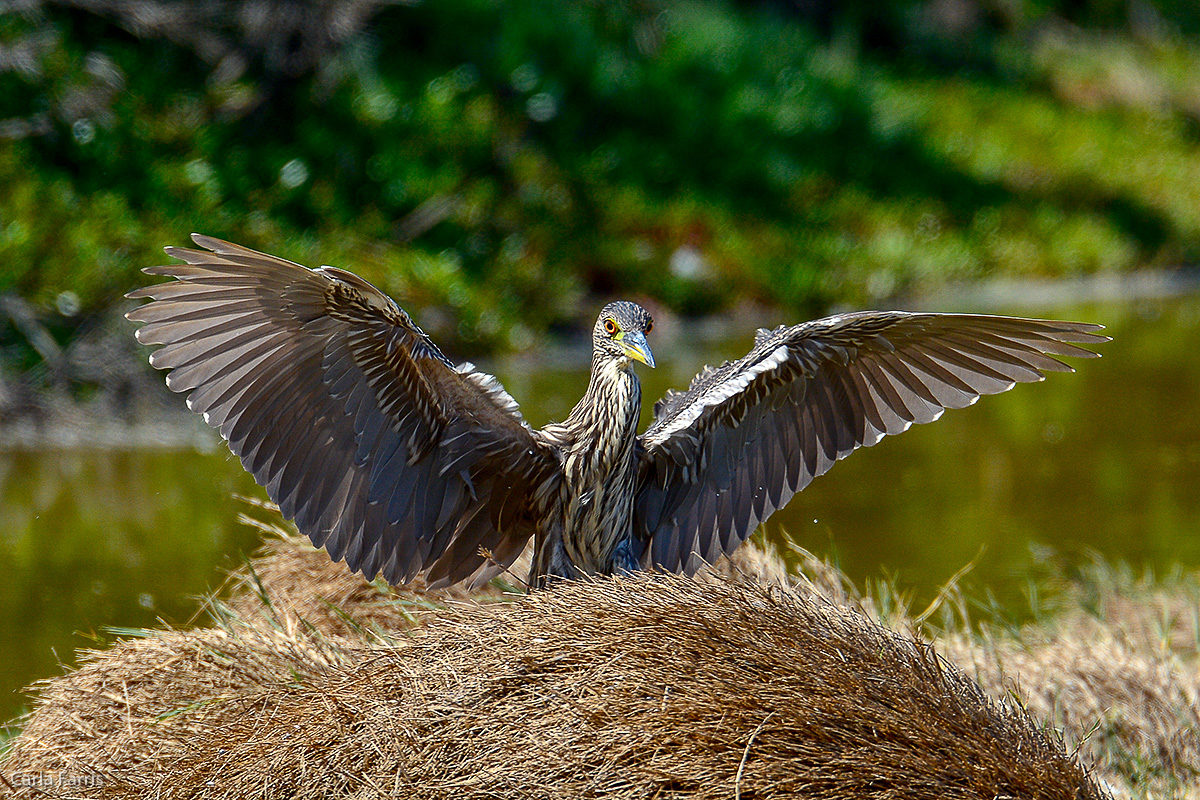 Black Crowned Night Heron - Juvenile