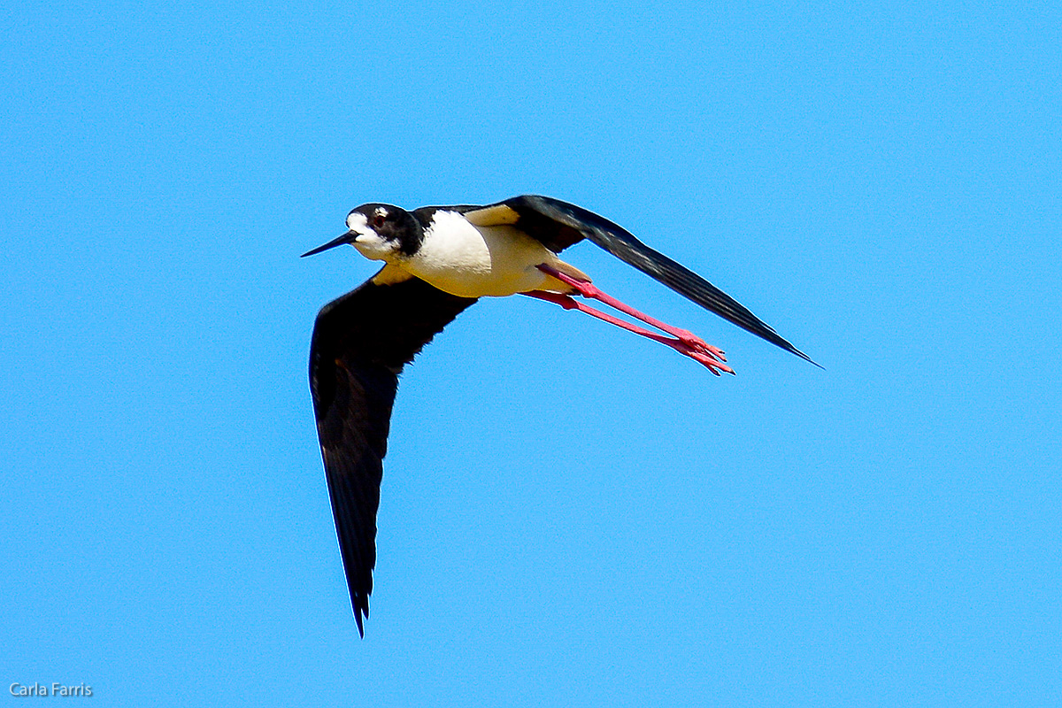 Hawaiian Stilt