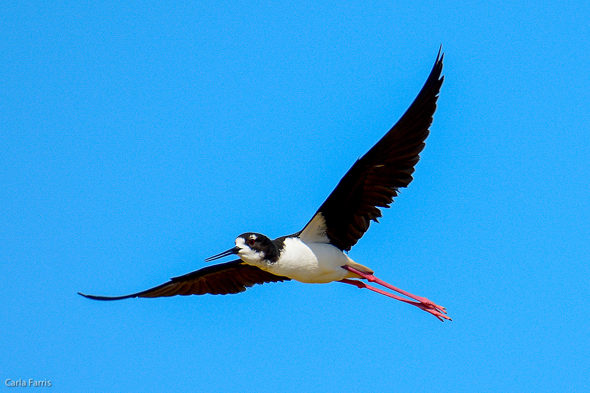 Hawaiian Stilt