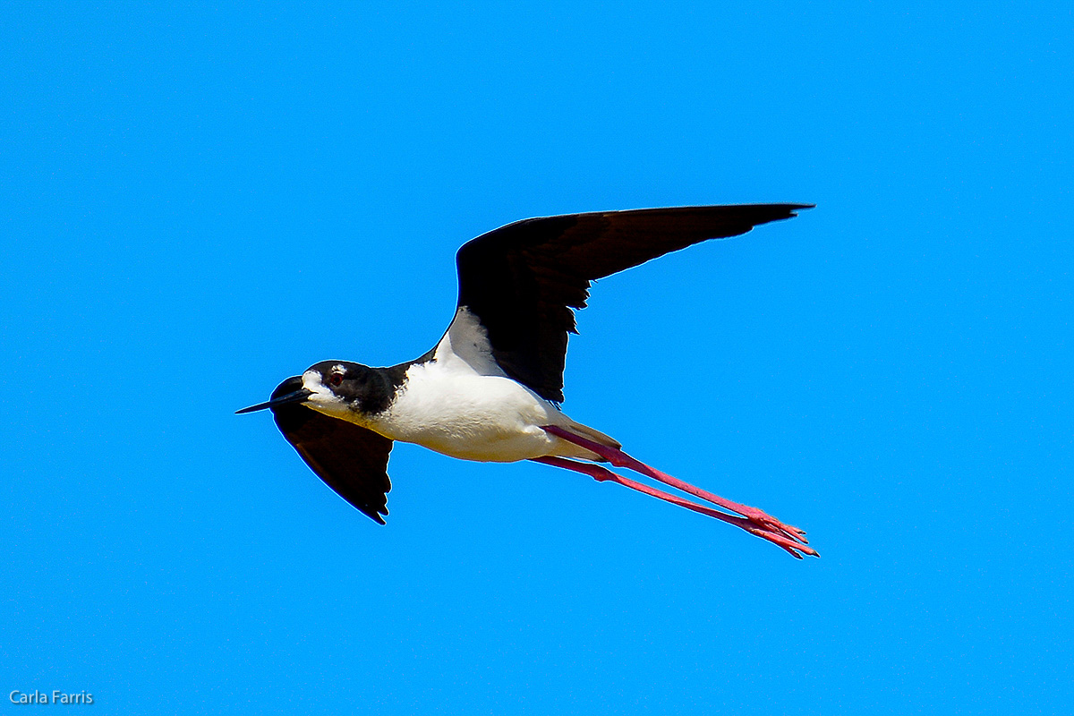 Hawaiian Stilt