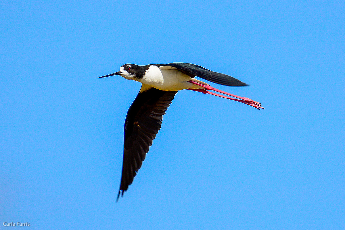 Hawaiian Stilt