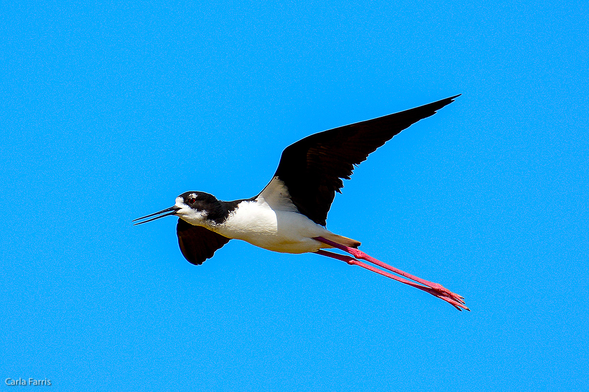 Hawaiian Stilt