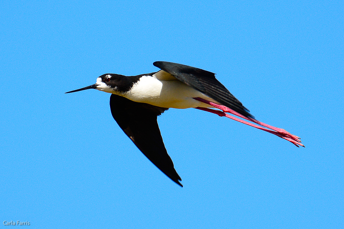 Hawaiian Stilt