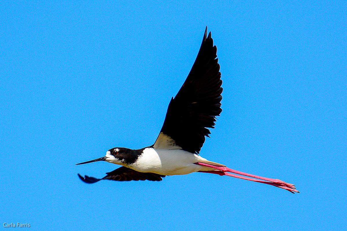 Hawaiian Stilt