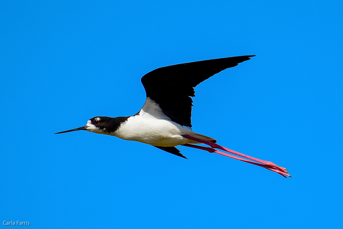 Hawaiian Stilt