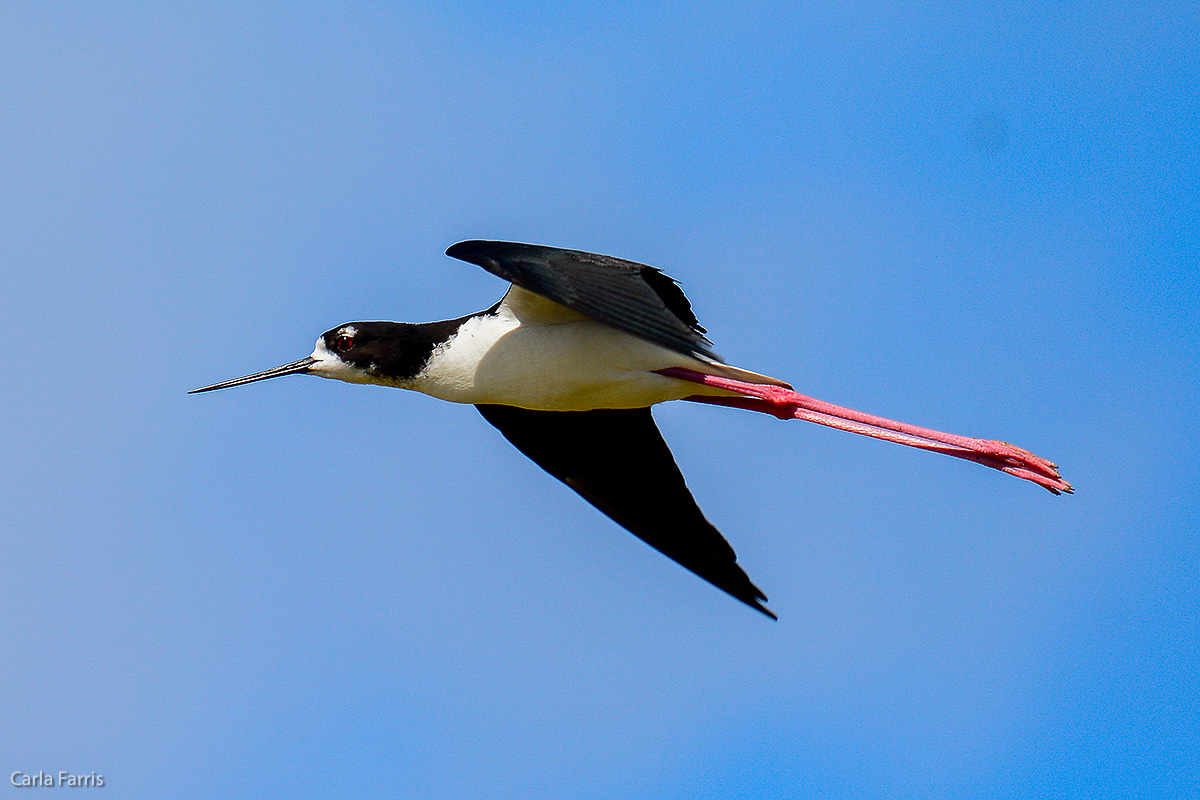 Hawaiian Stilt