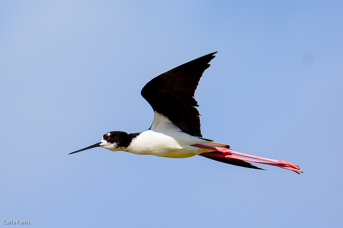 Hawaiian Stilt