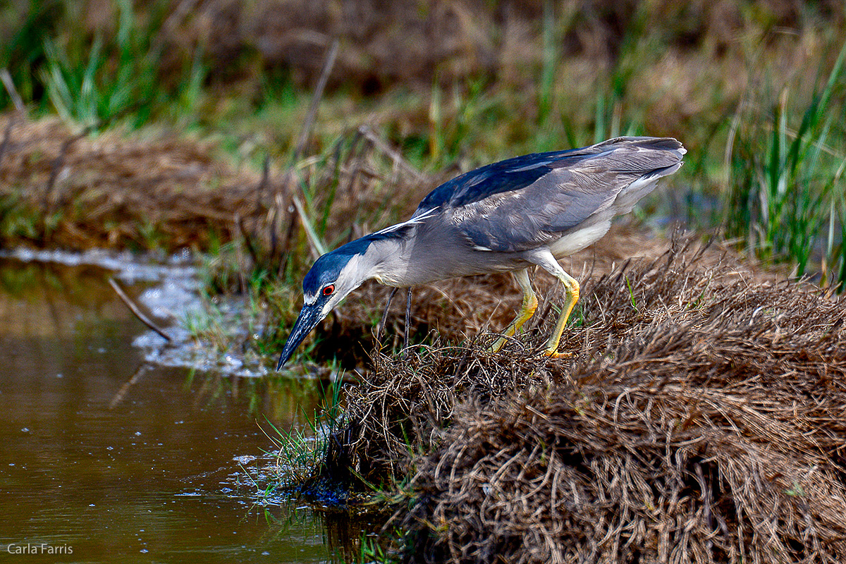 Black Crowned Night Heron 