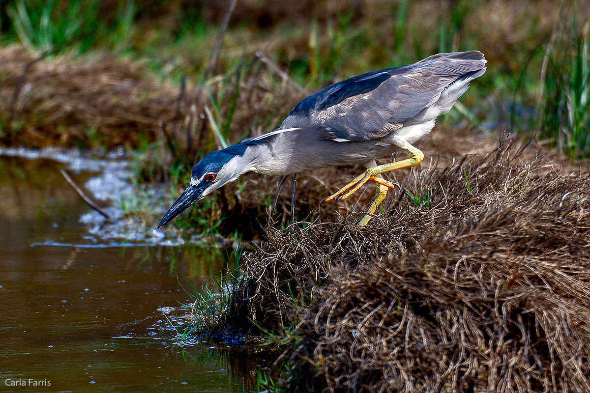 Black Crowned Night Heron 