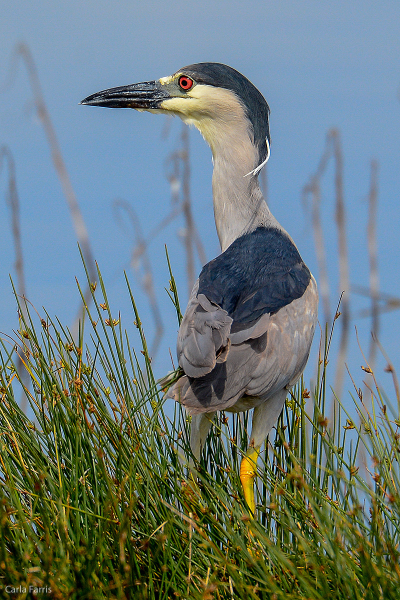 Black Crowned Night Heron 