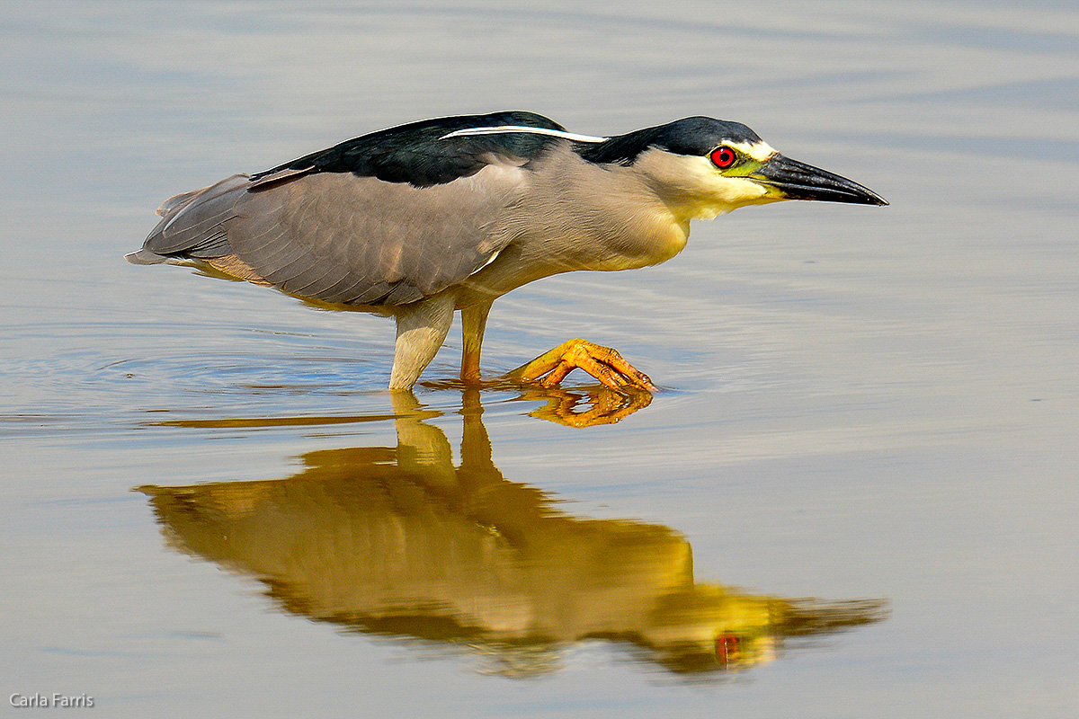 Black Crowned Night Heron 