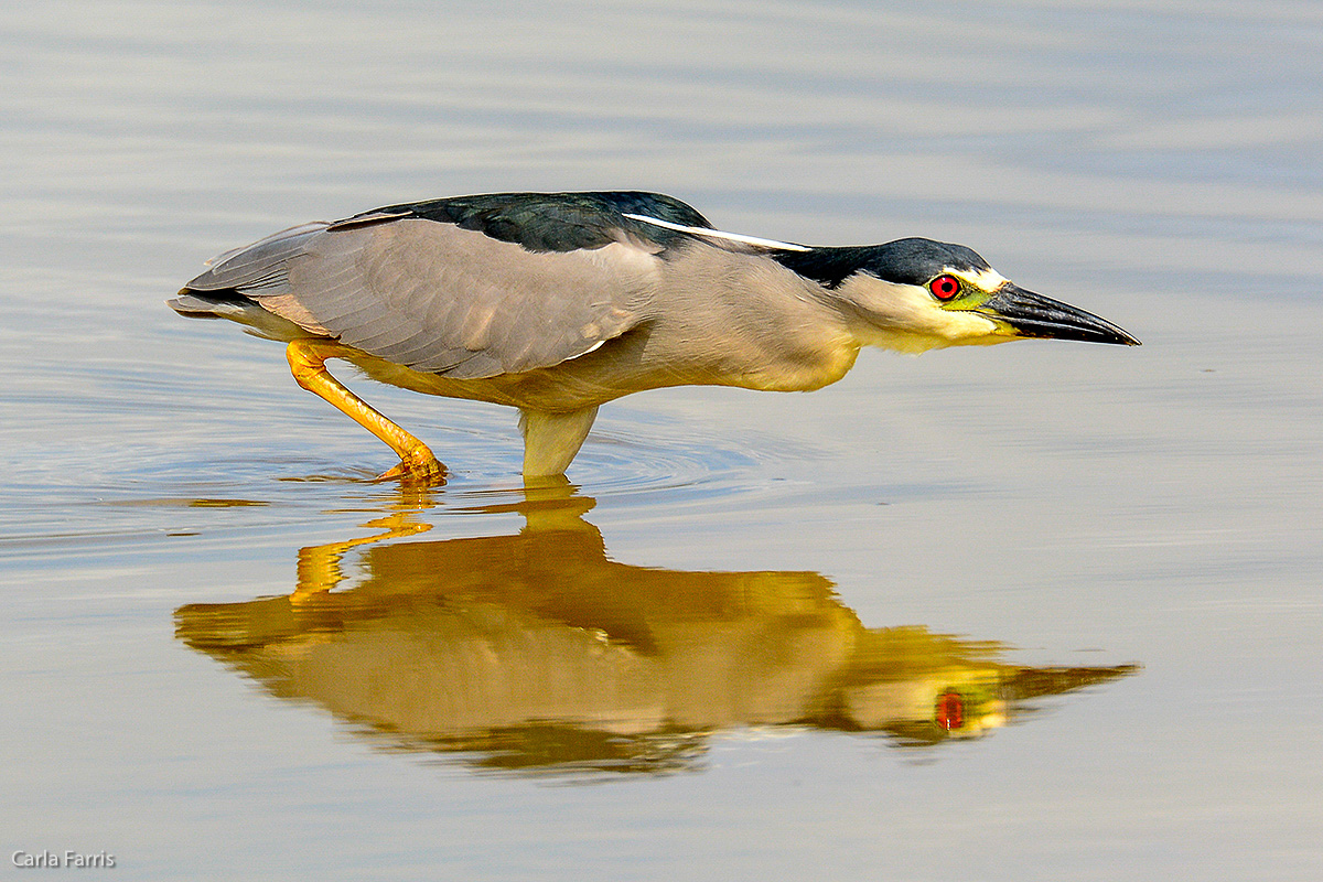 Black Crowned Night Heron 