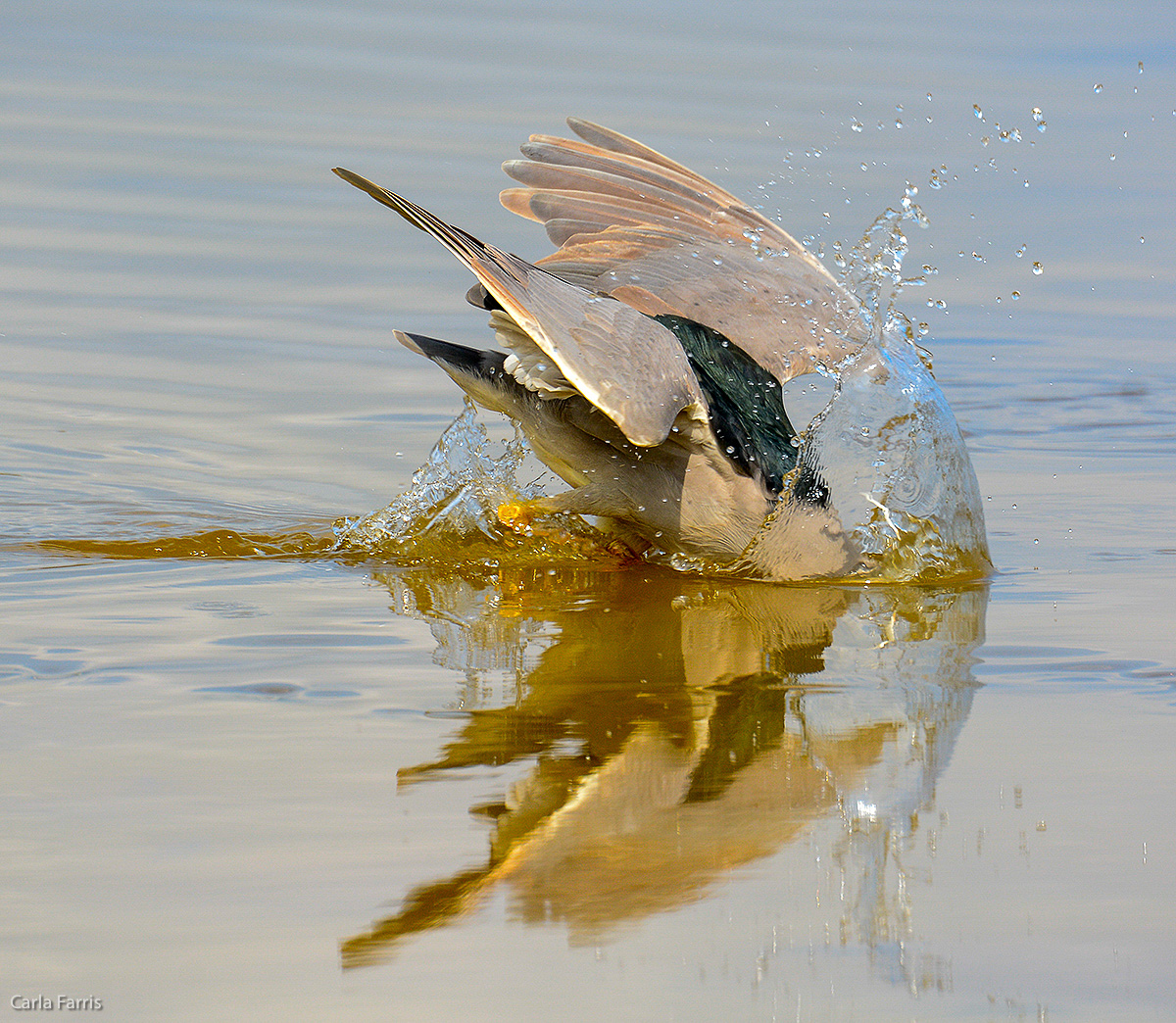 Black Crowned Night Heron 