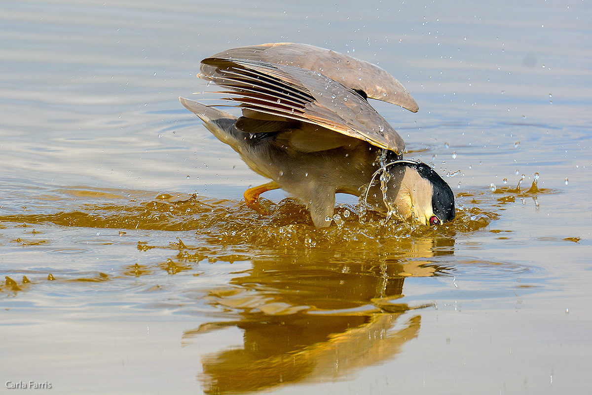 Black Crowned Night Heron 