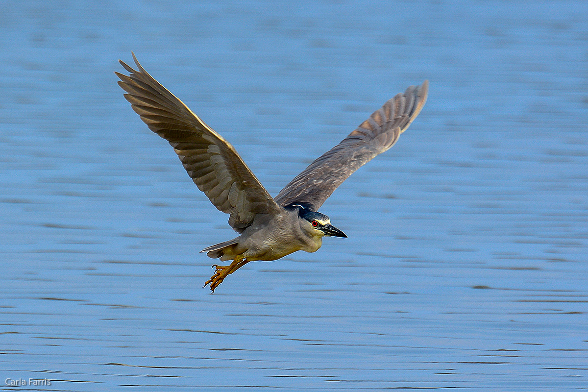 Black Crowned Night Heron 