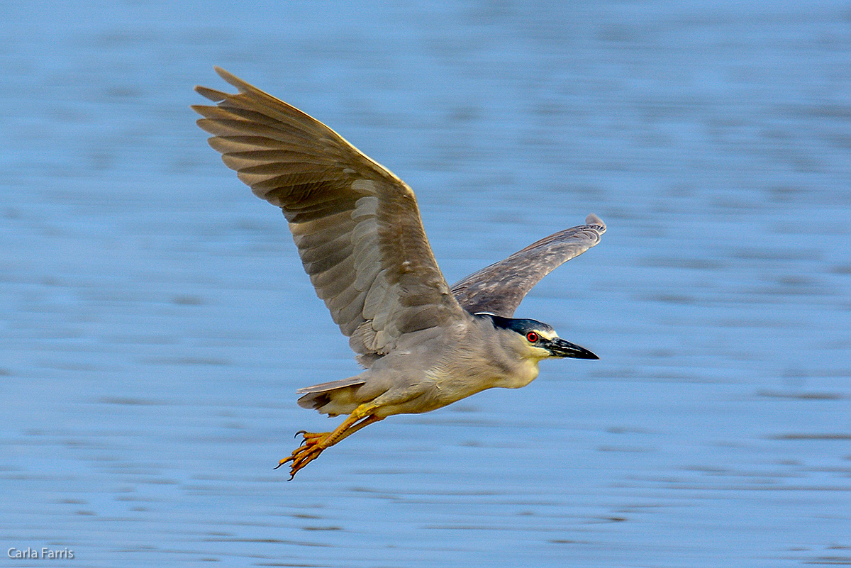 Black Crowned Night Heron 