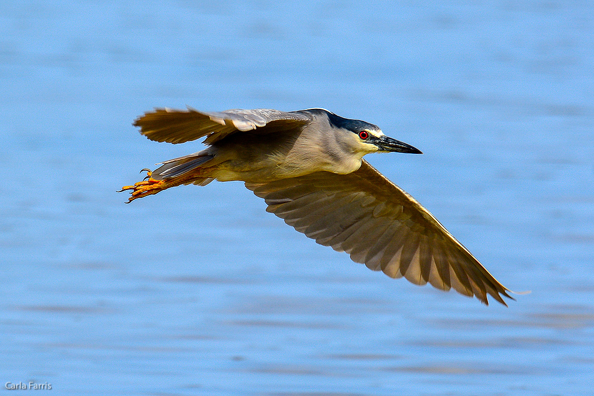 Black Crowned Night Heron 