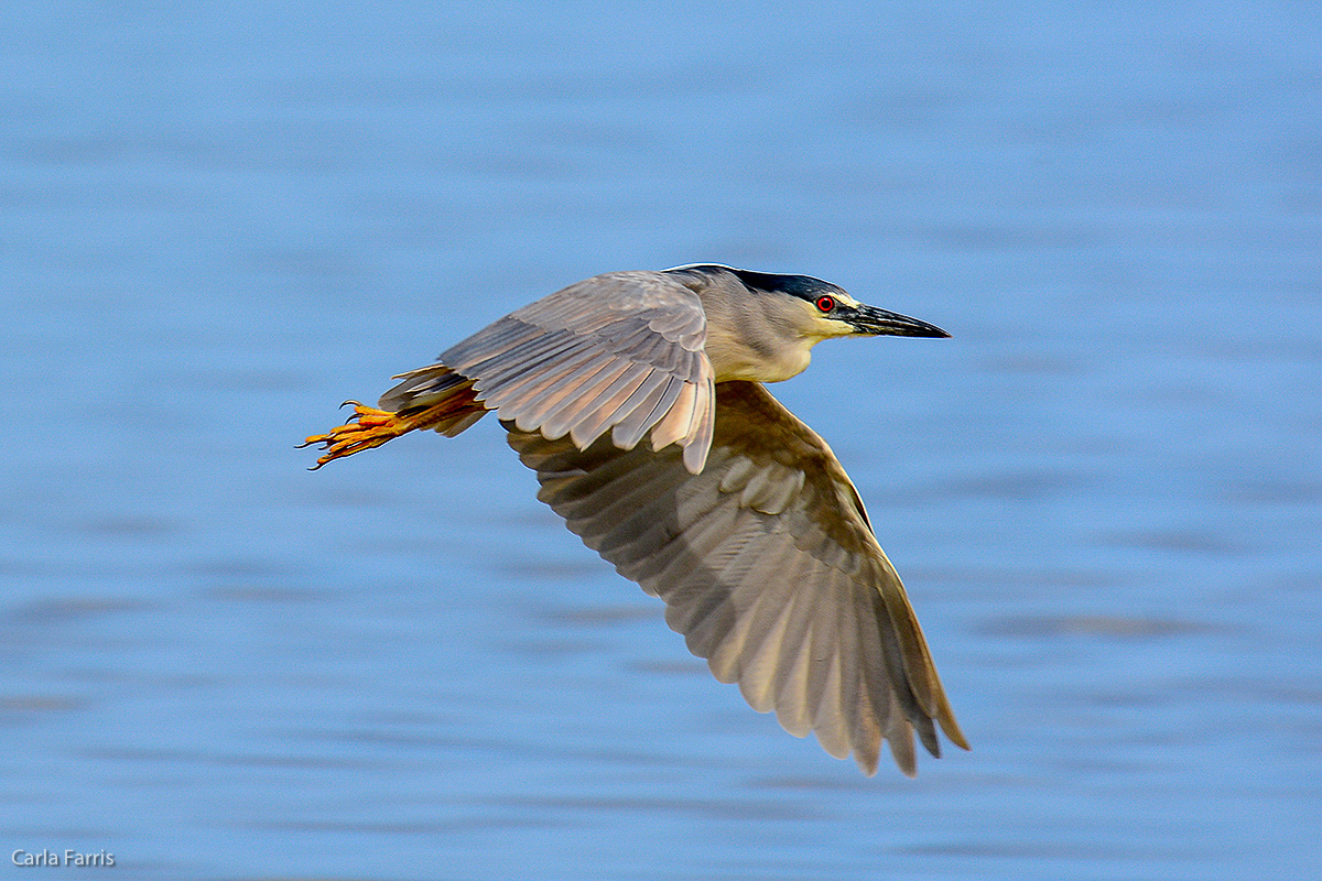 Black Crowned Night Heron 