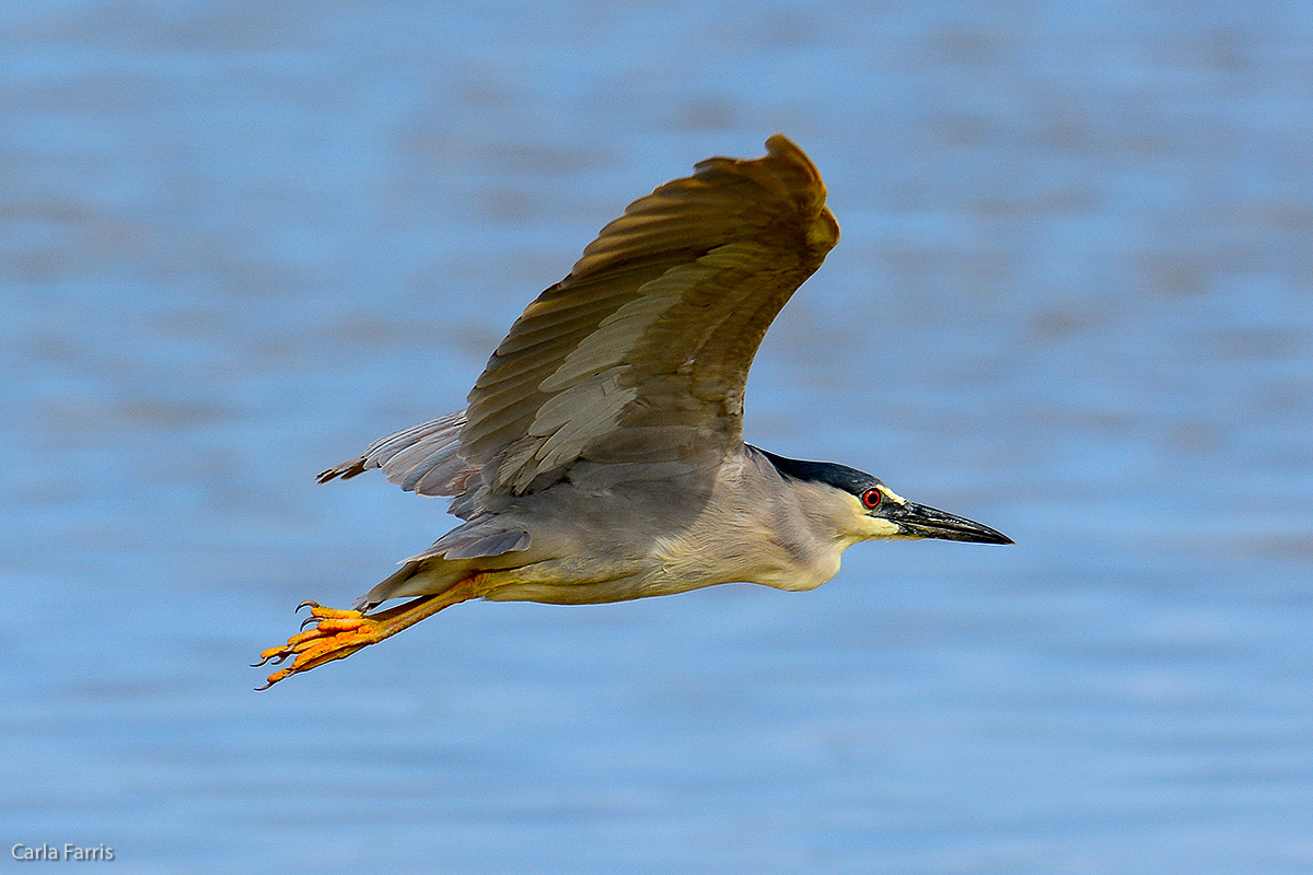 Black Crowned Night Heron 