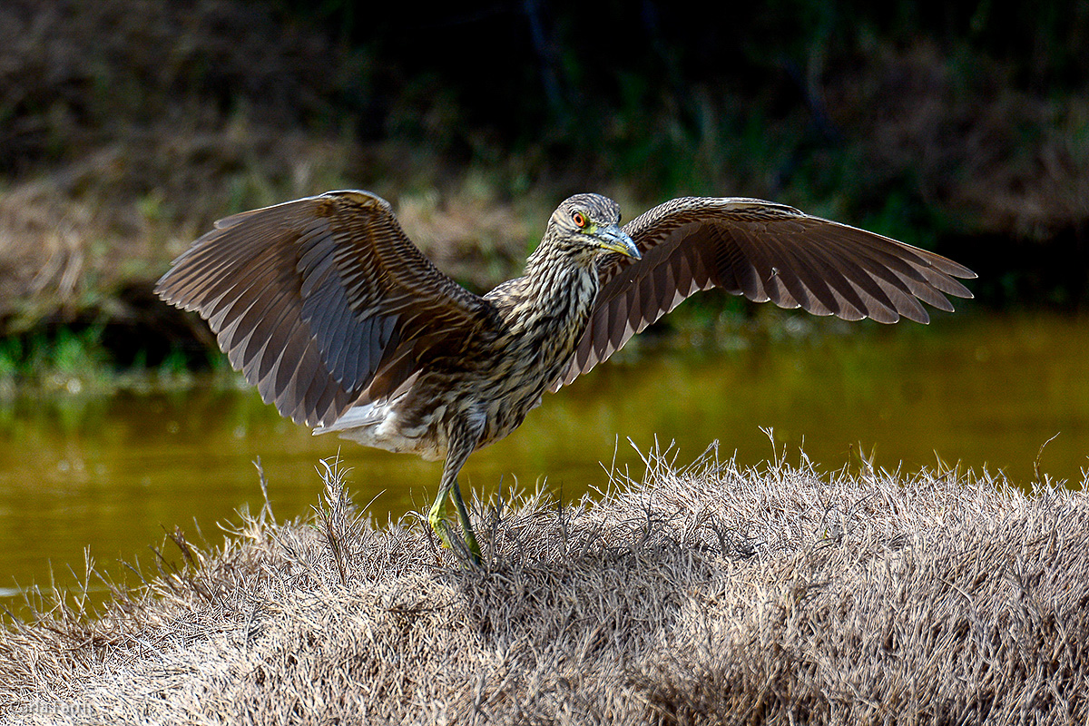 Black Crowned Night Heron 