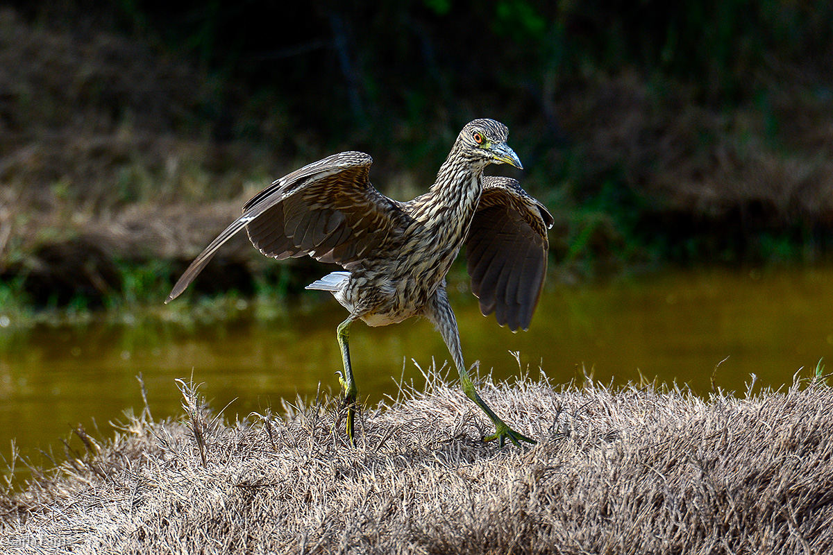 Black Crowned Night Heron 