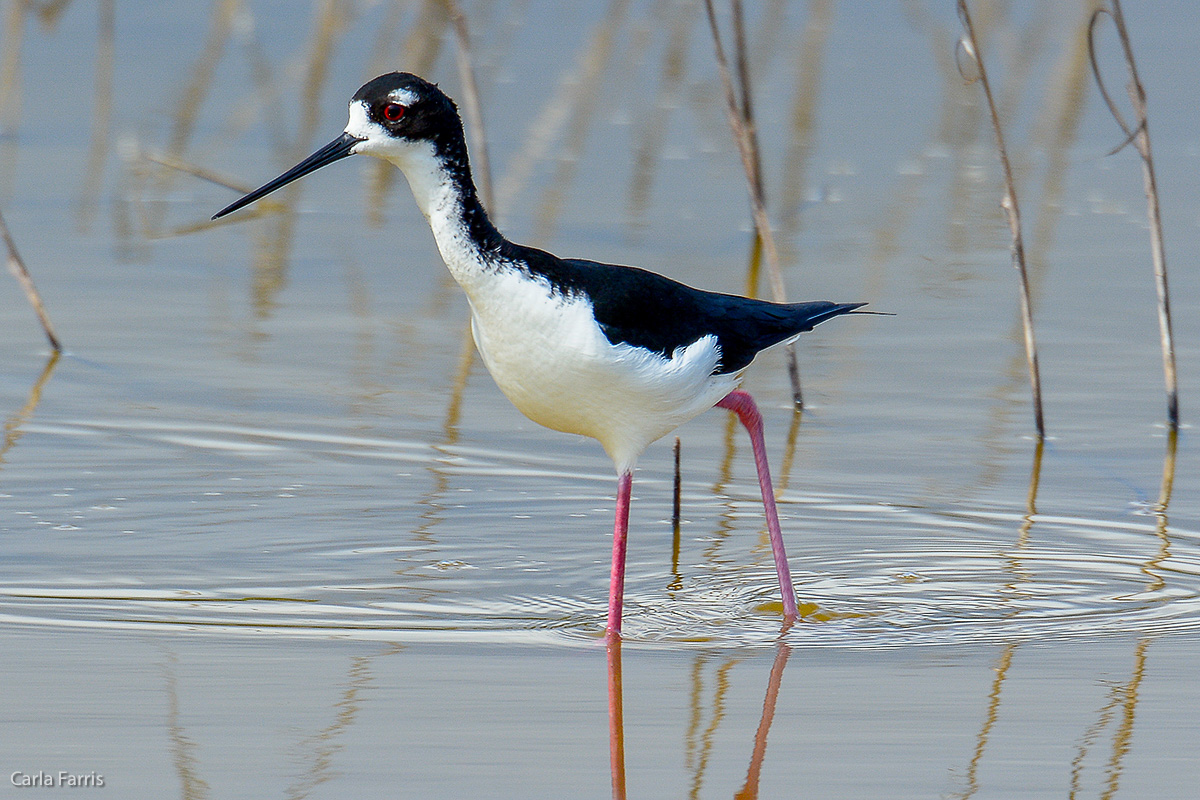 Hawaiian Stilt