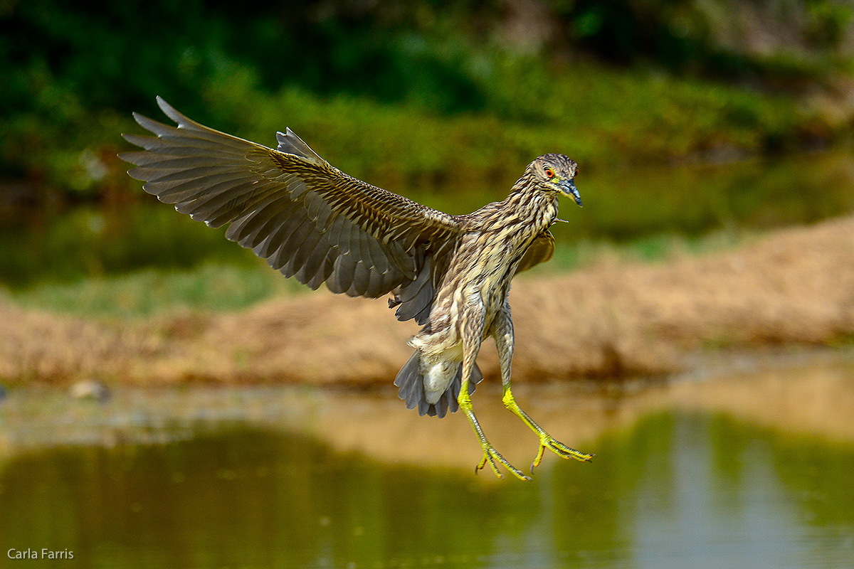 Black Crowned Night Heron - Juvenile