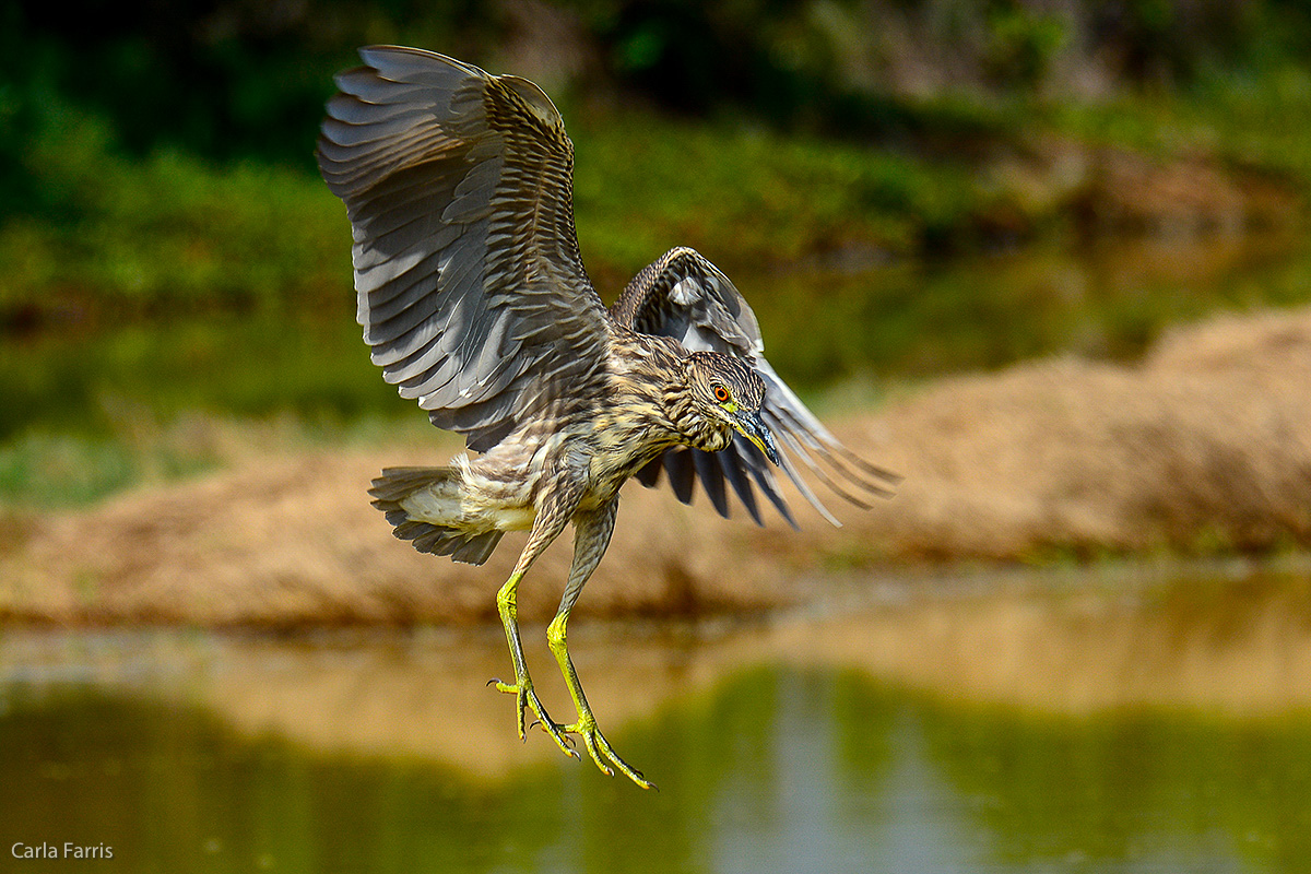 Black Crowned Night Heron - Juvenile