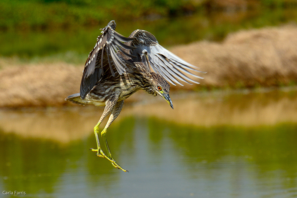 Black Crowned Night Heron - Juvenile