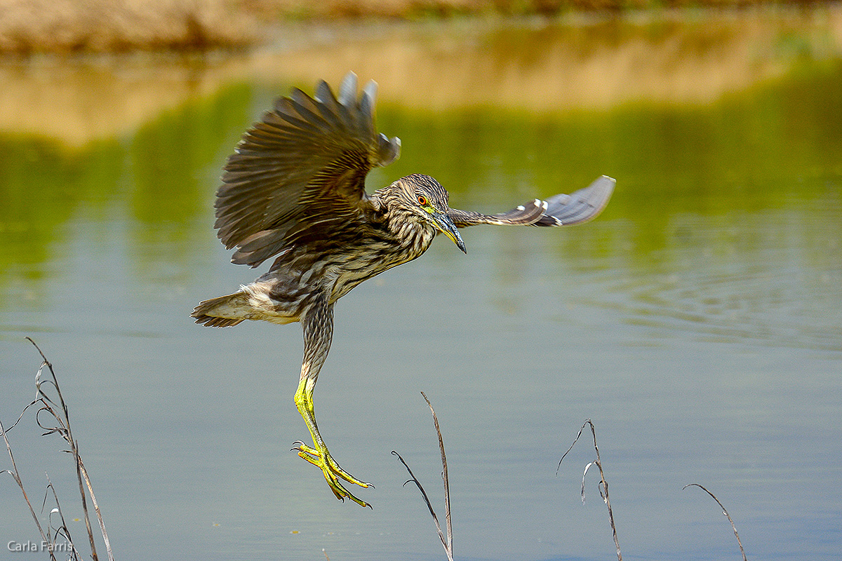 Black Crowned Night Heron - Juvenile