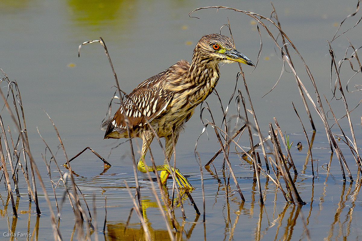 Black Crowned Night Heron - Juvenile