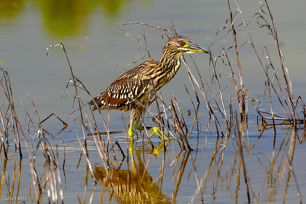 Black Crowned Night Heron - Juvenile