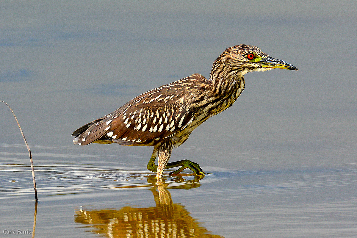 Black Crowned Night Heron - Juvenile