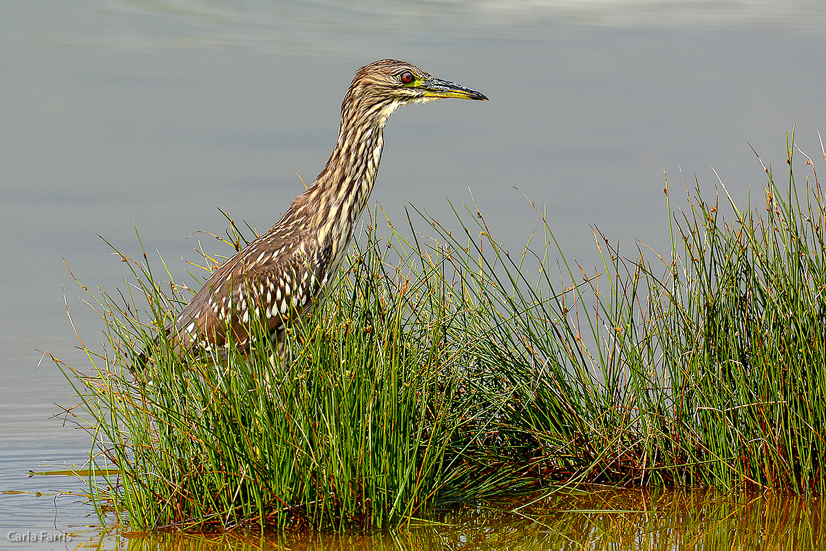 Black Crowned Night Heron - Juvenile