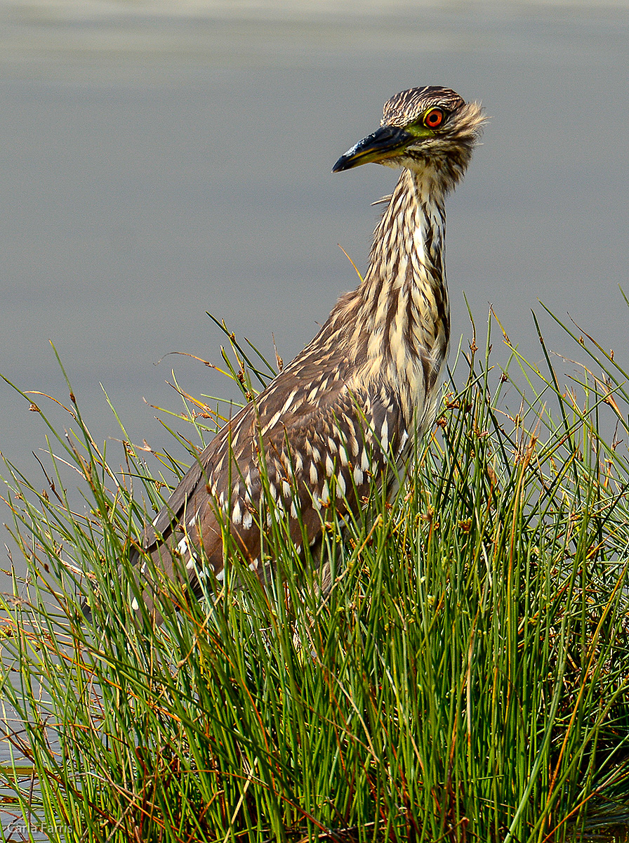 Black Crowned Night Heron - Juvenile