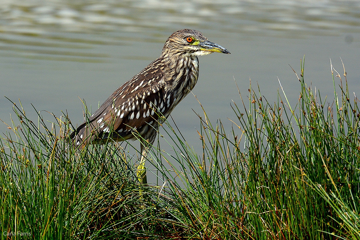 Black Crowned Night Heron - Juvenile