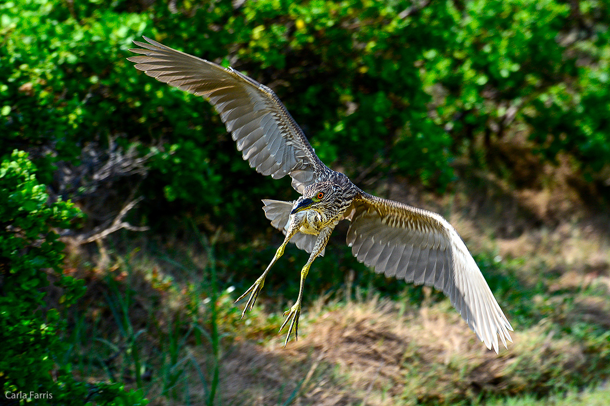 Black Crowned Night Heron 