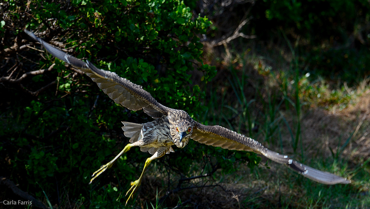 Black Crowned Night Heron 