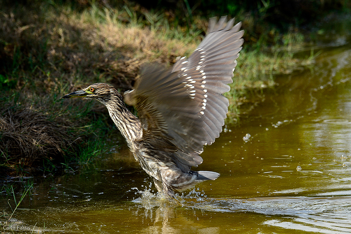 Black Crowned Night Heron 