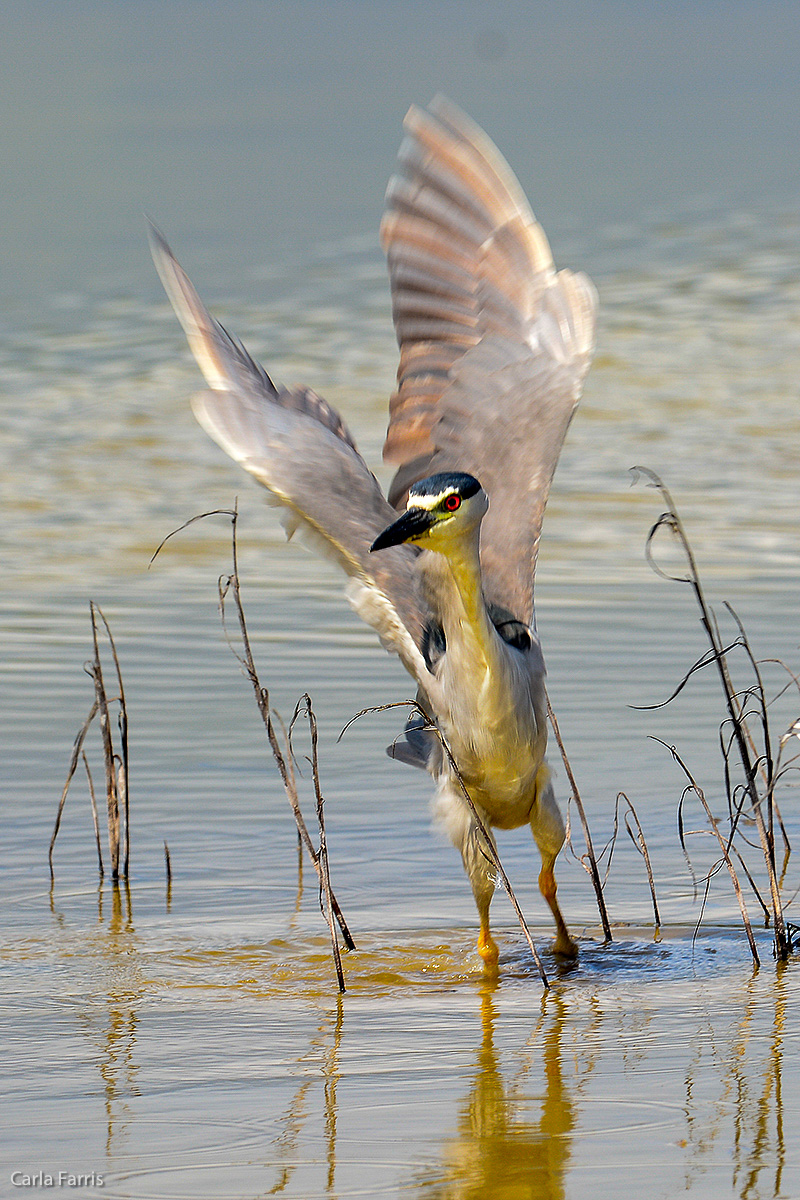 Black Crowned Night Heron 