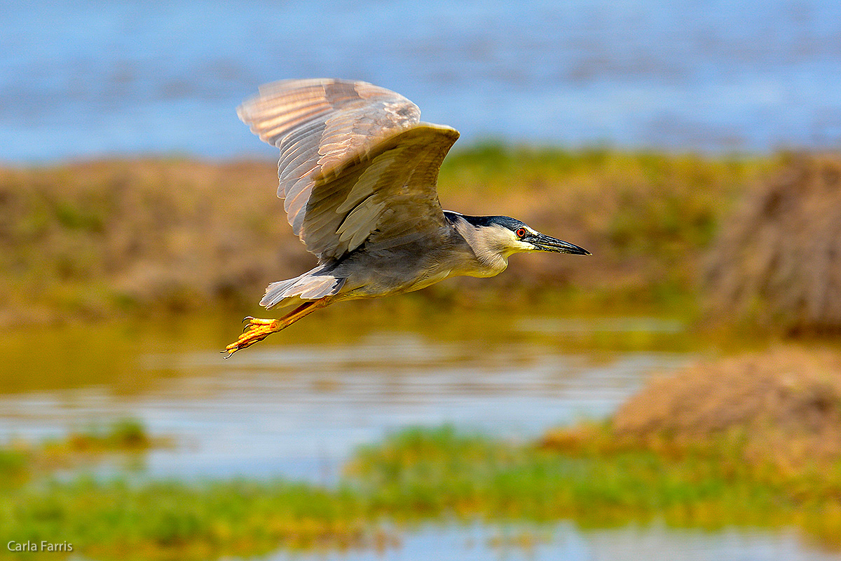 Black Crowned Night Heron 