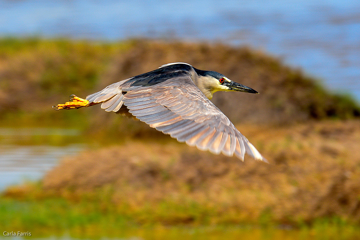 Black Crowned Night Heron 