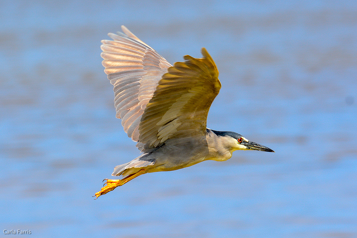 Black Crowned Night Heron 