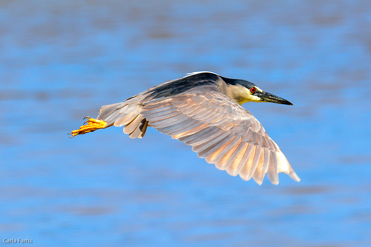 Black Crowned Night Heron 