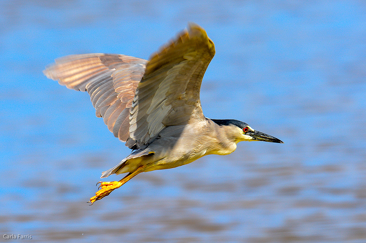 Black Crowned Night Heron 