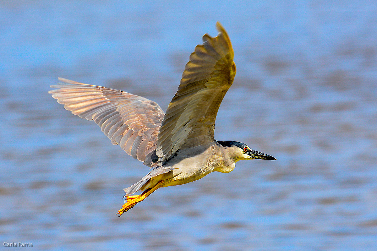 Black Crowned Night Heron 